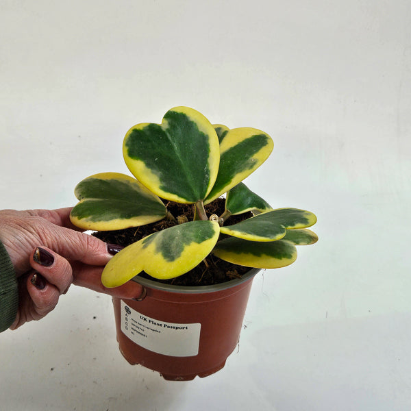 Hoya kerrii variegated 12cm H20cm