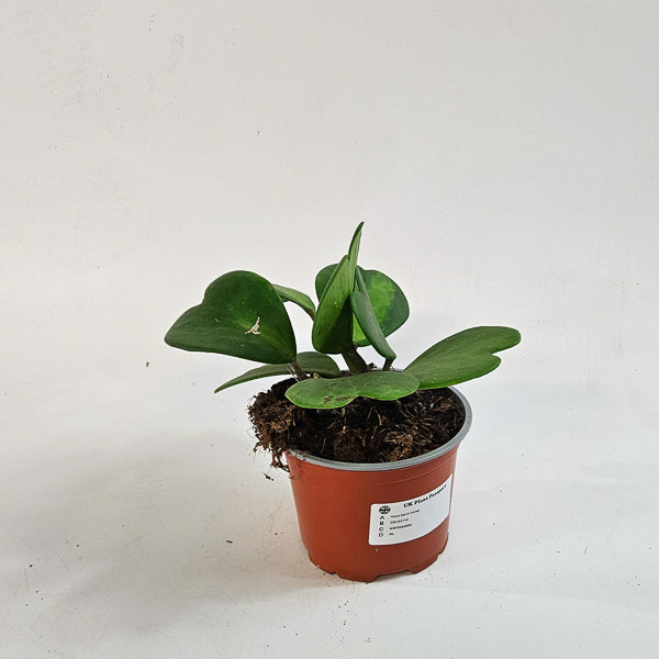 Hoya kerrii mixed 12cm H20cm