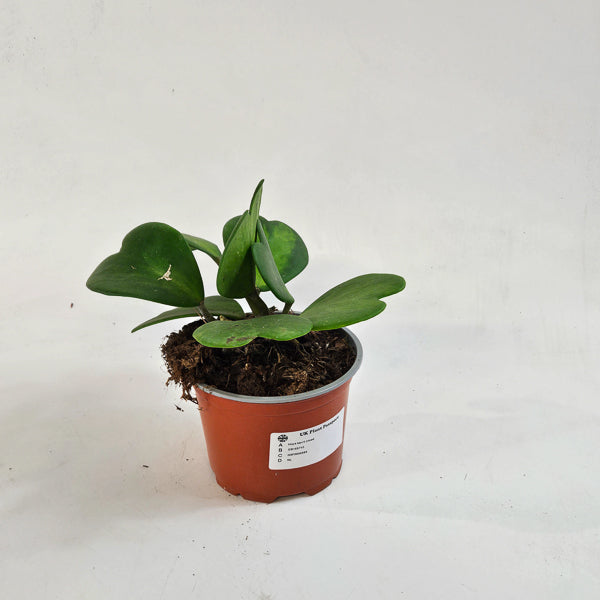 Hoya kerrii mixed 12cm H20cm