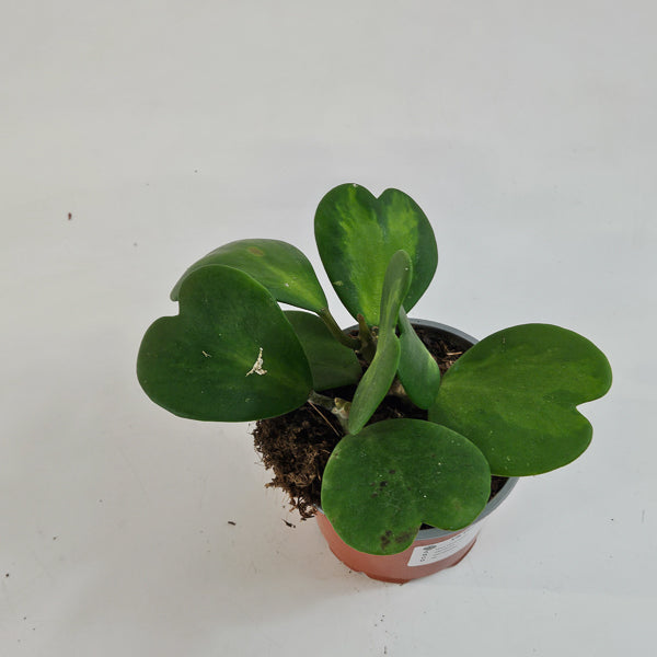 Hoya kerrii mixed 12cm H20cm