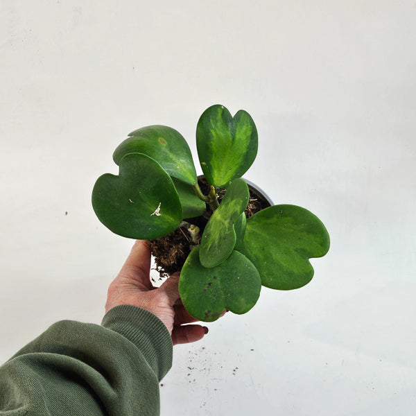 Hoya kerrii mixed 12cm H20cm