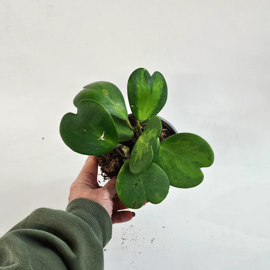 Hoya kerrii mixed 12cm H20cm