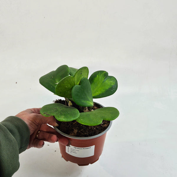 Hoya kerrii mixed 12cm H20cm