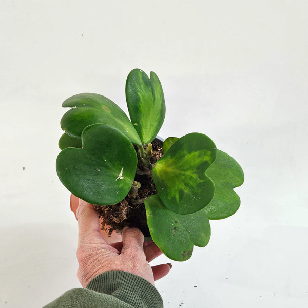 Hoya kerrii mixed 12cm H20cm