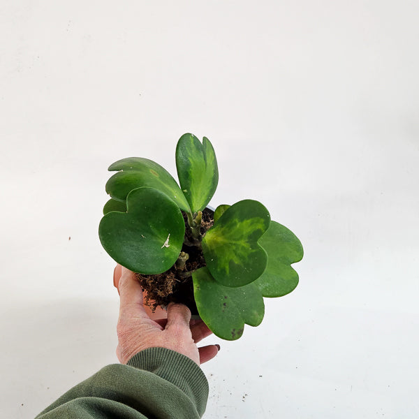 Hoya kerrii mixed 12cm H20cm