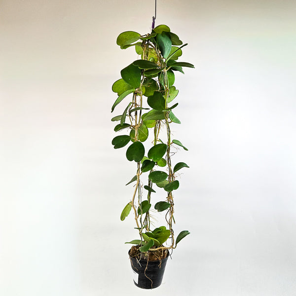 Hoya kerrii 12cm H80cm