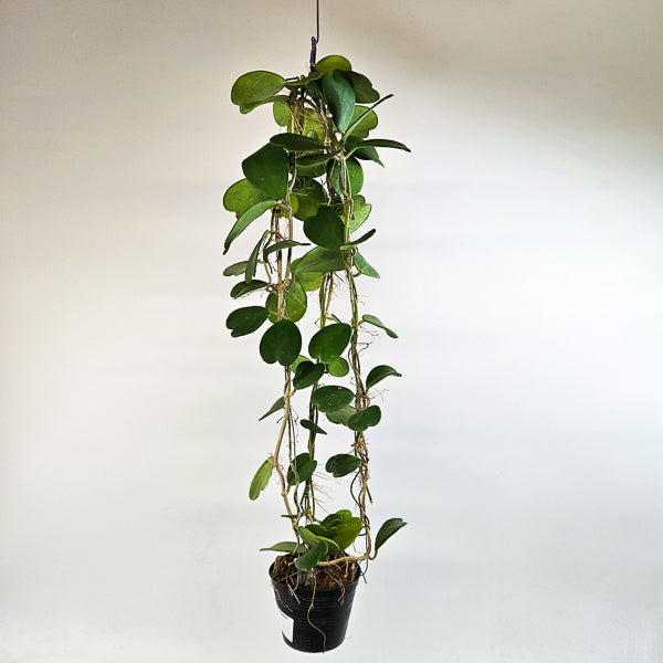 Hoya kerrii 12cm H80cm