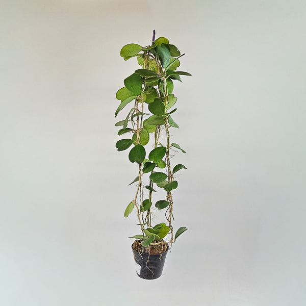 Hoya kerrii 12cm H80cm