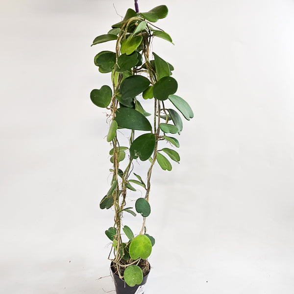 Hoya kerrii 12cm H80cm