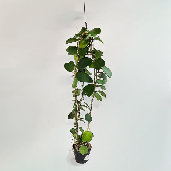 Hoya kerrii 12cm H80cm