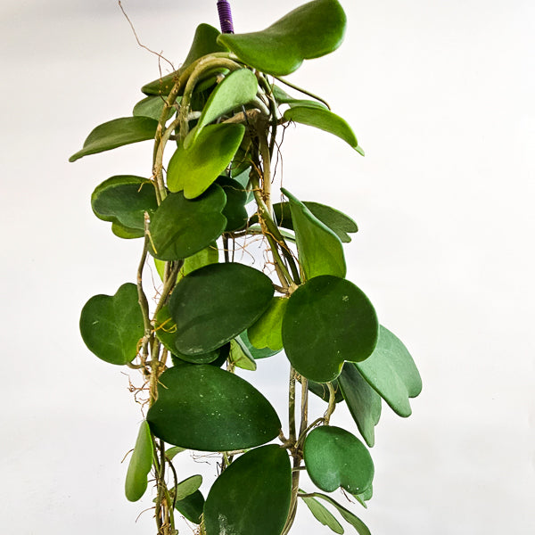 Hoya kerrii 12cm H80cm