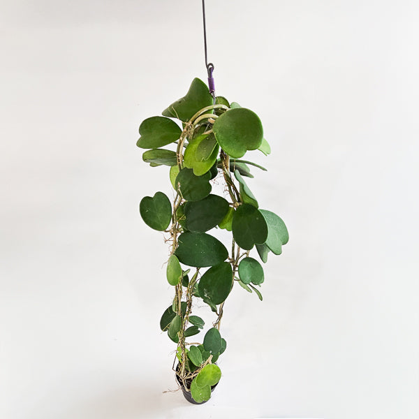 Hoya kerrii 12cm H80cm