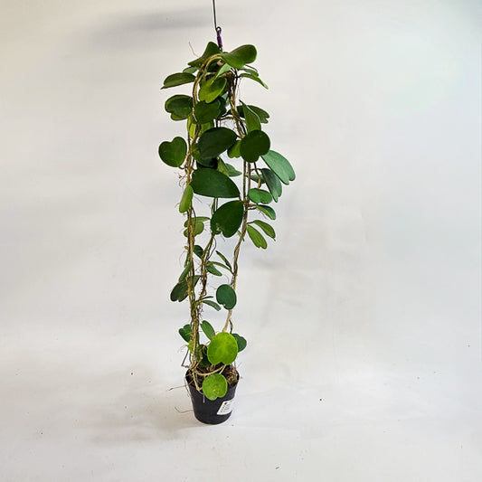 Hoya kerrii 12cm H80cm