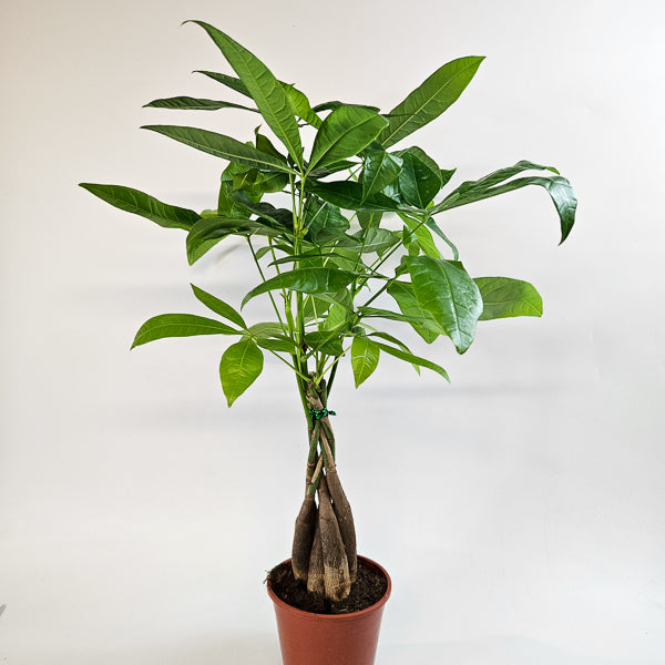 Pachira aquatica 14cm H65cm