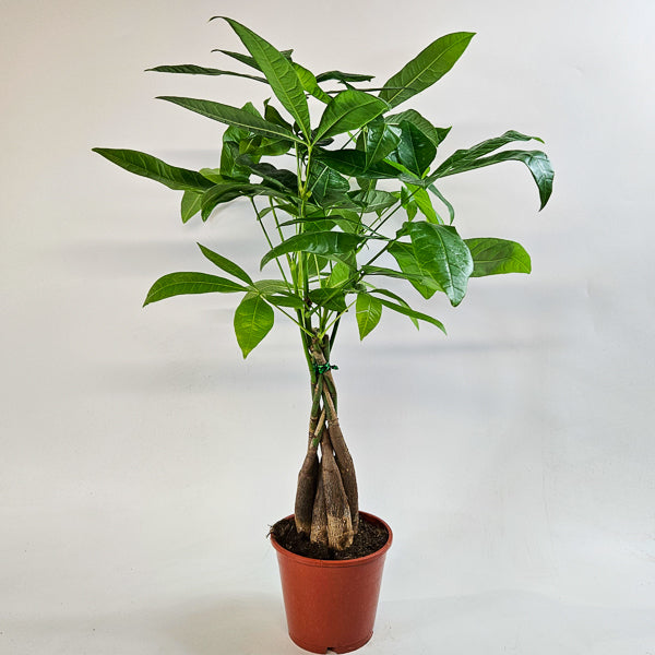 Pachira aquatica 14cm H65cm