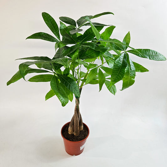 Pachira aquatica 14cm H65cm