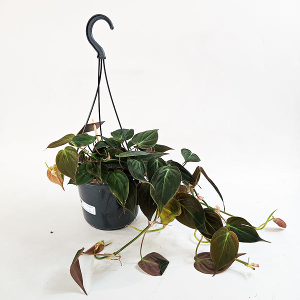 Philodendron Micans