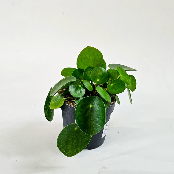 Pilea Peperomioides 10.5cm H15cm