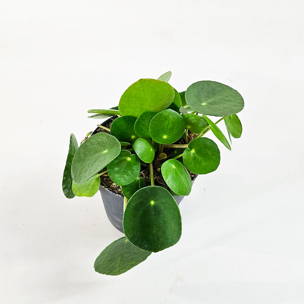 Pilea Peperomioides 10.5cm H15cm