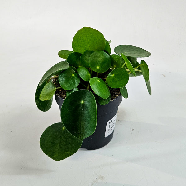 Pilea Peperomioides 10.5cm H15cm