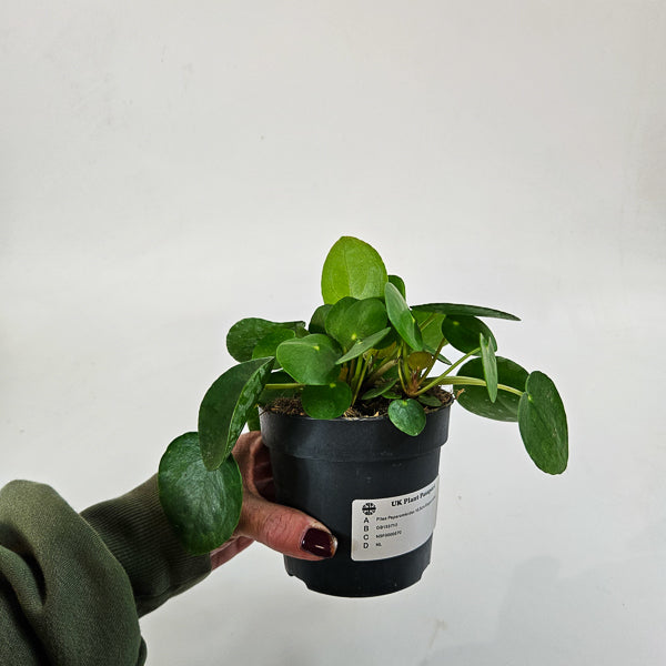 Pilea Peperomioides 10.5cm H15cm