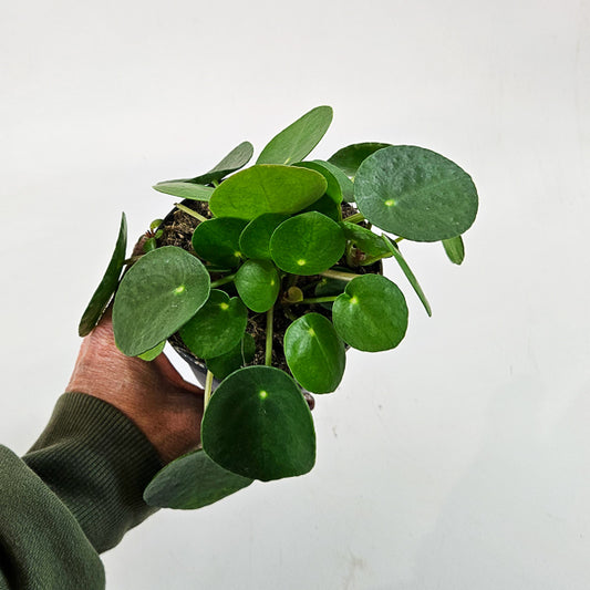 Pilea Peperomioides 10.5cm H15cm