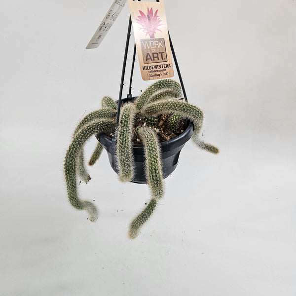 Hildewintera colademononis (Monkey Taiil) 14cm H60cm