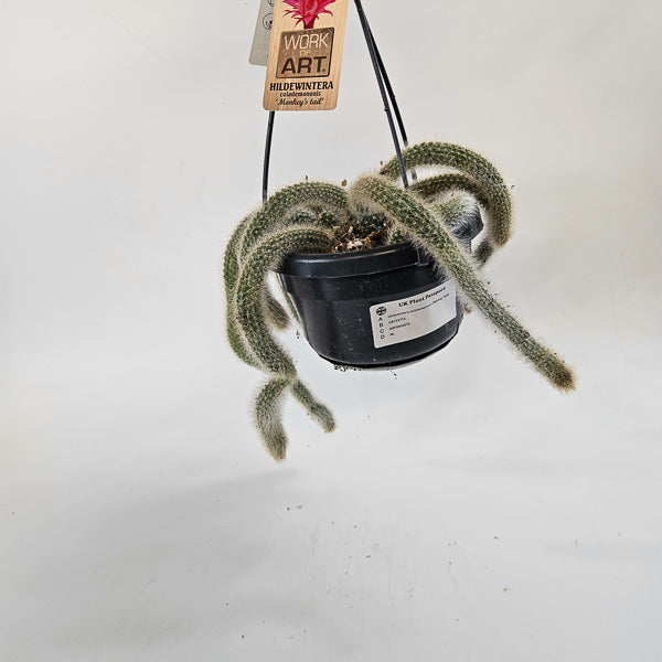 Hildewintera colademononis (Monkey Taiil) 14cm H60cm