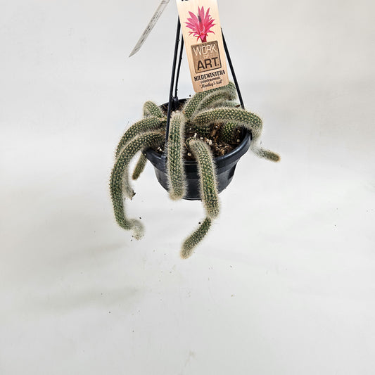 Hildewintera colademononis (Monkey Taiil) 14cm H60cm