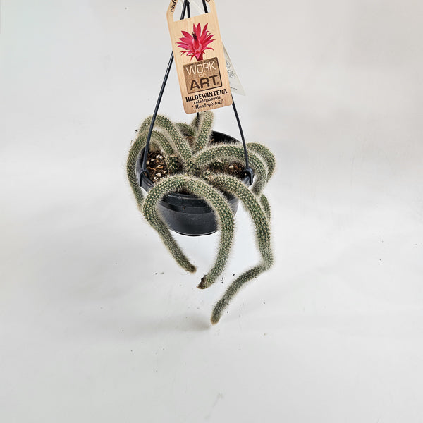 Hildewintera colademononis (Monkey Taiil) 14cm H60cm