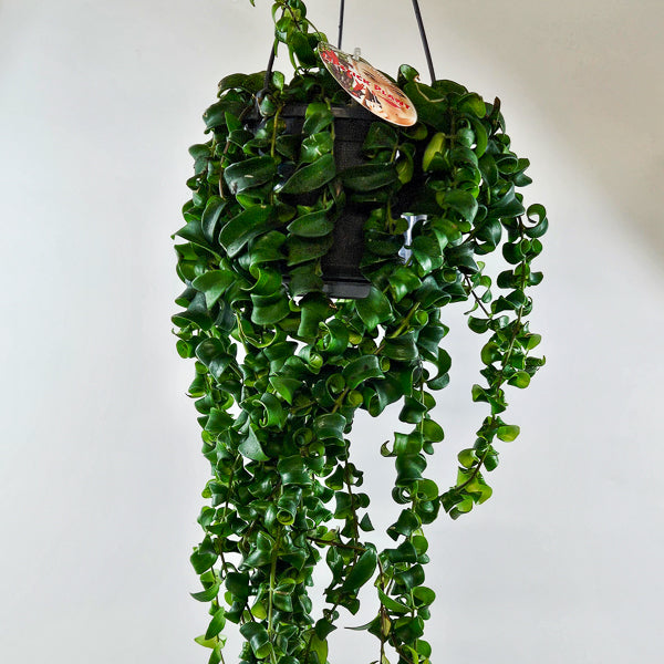 Aeschynanthus 'Bluster' 15cm H40cm