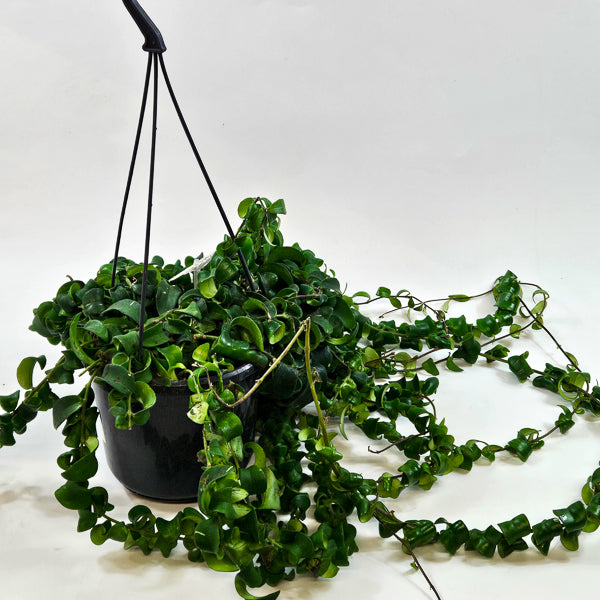 Aeschynanthus 'Bluster' 15cm H40cm