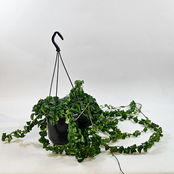 Aeschynanthus 'Bluster' 15cm H40cm