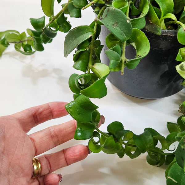 Aeschynanthus 'Bluster' 15cm H40cm