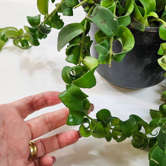 Aeschynanthus 'Bluster' 15cm H40cm