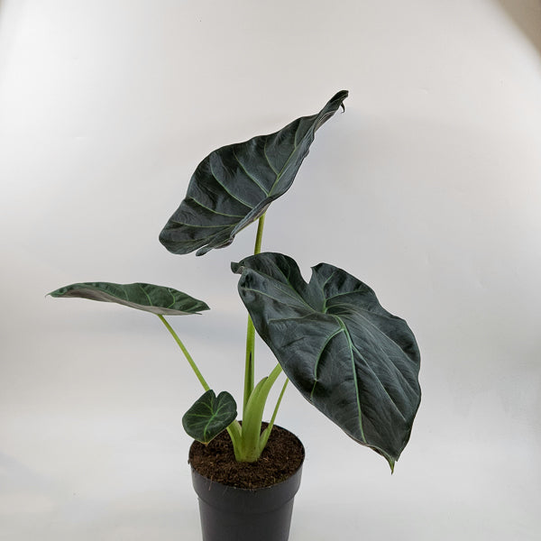 Alocasia Regal Shields 17cm H65cm