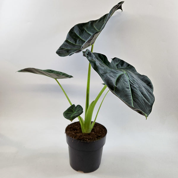 Alocasia Regal Shields 17cm H65cm