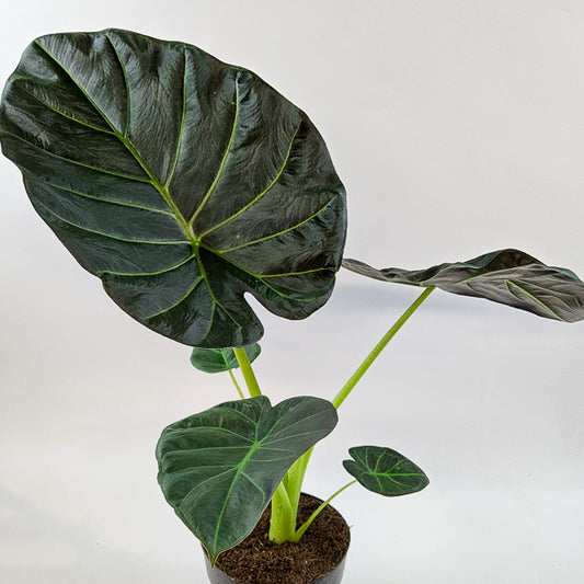 Alocasia Regal Shields 17cm H65cm