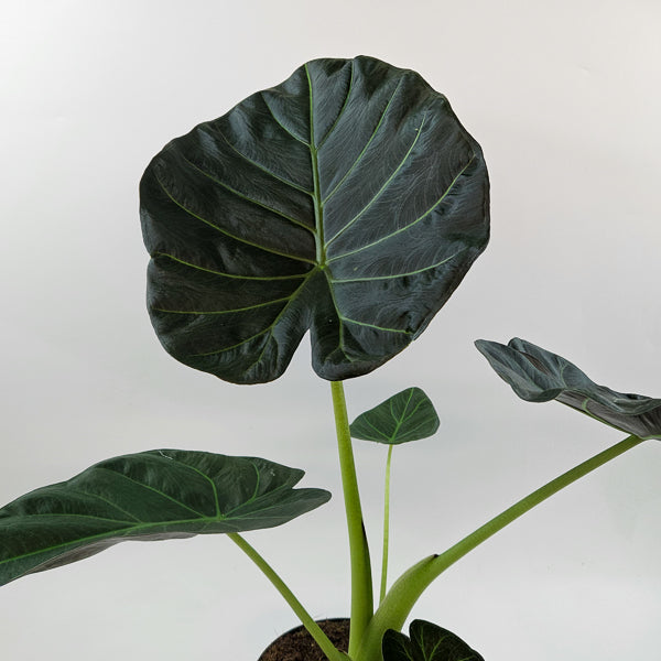 Alocasia Regal Shields 17cm H65cm