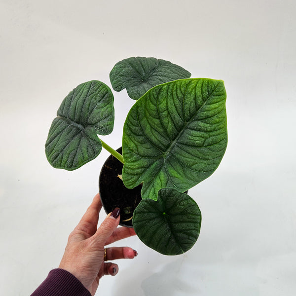 Alocasia Melo 14cm H35cm