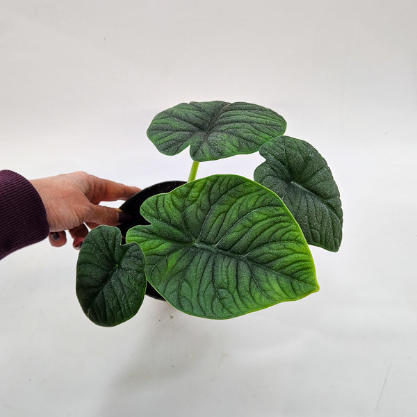 Alocasia Melo 14cm H35cm