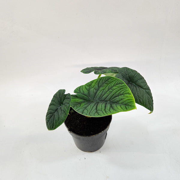 Alocasia Melo 14cm H35cm