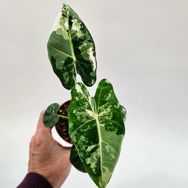 Alocasia frydek Variegata 8cm H12cm