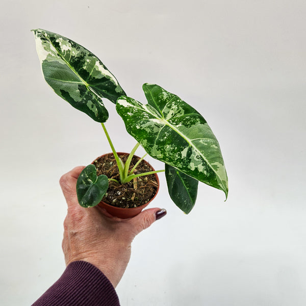 Alocasia frydek Variegata 8cm H12cm