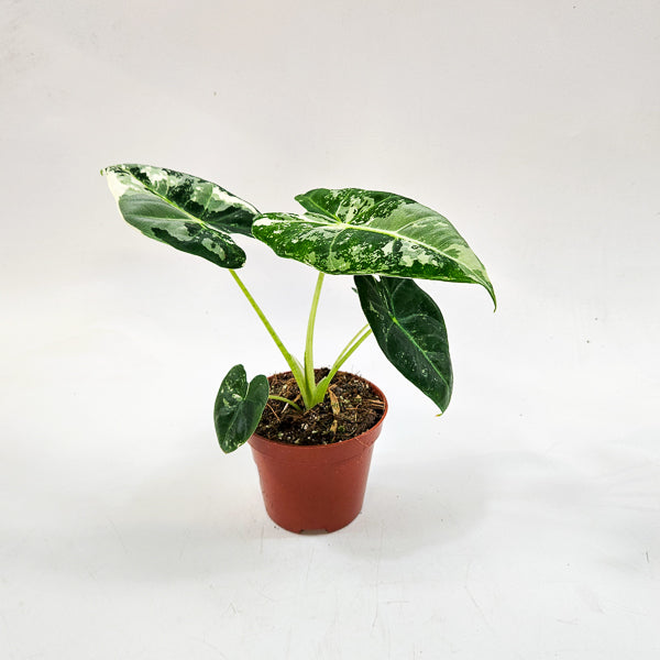 Alocasia frydek Variegata 8cm H12cm
