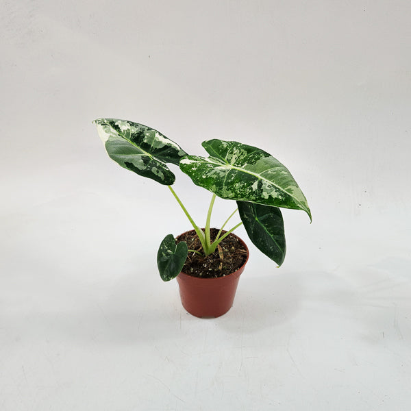 Alocasia frydek Variegata 8cm H12cm