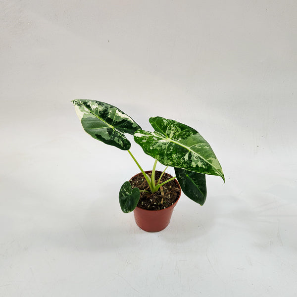 Alocasia frydek Variegata 8cm H12cm