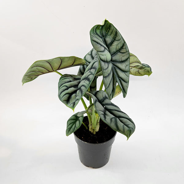 Alocasia Silver Dragon 14cm H30cm
