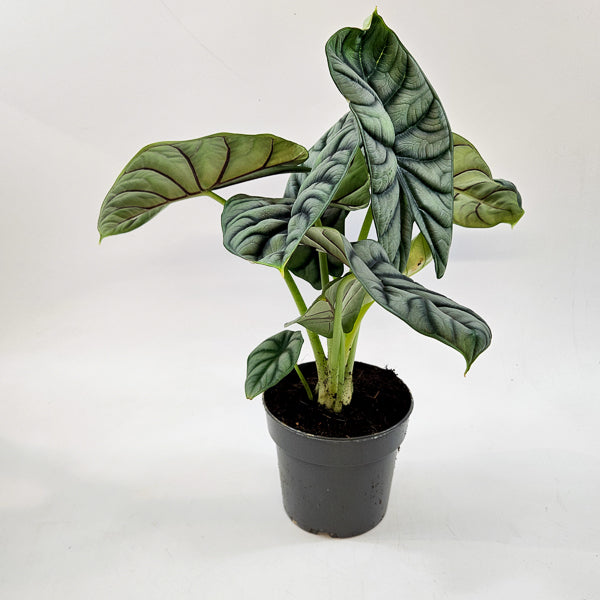 Alocasia Silver Dragon 14cm H30cm