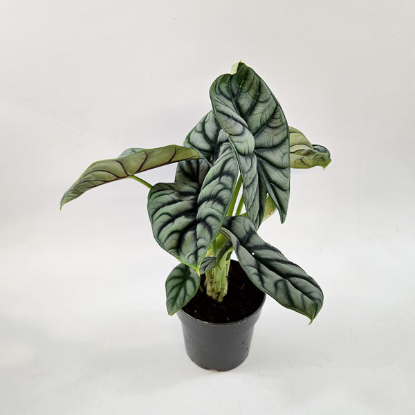 Alocasia Silver Dragon 14cm H30cm